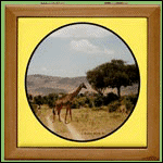 African trip giraffe keepsake box