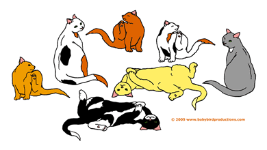 A Colony of Cats