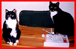 Children's stories and fairy tales from Baby Bird Productions. A photo of our two cats.