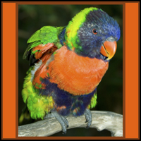 Tropical bird T-shirts and gifts